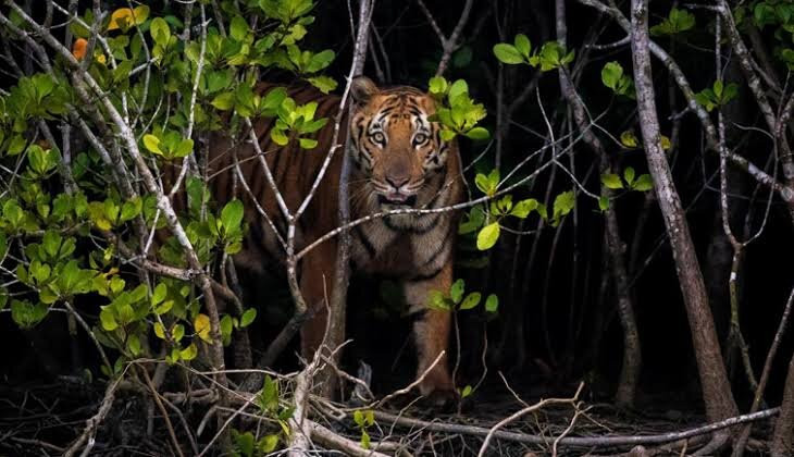 Sundarban Wildlife Tourism景点图片