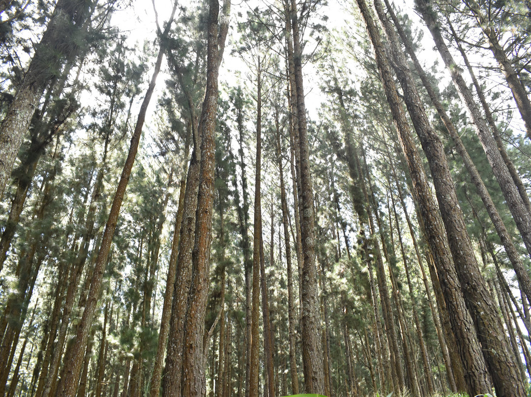 Hanthana Mountain Range景点图片