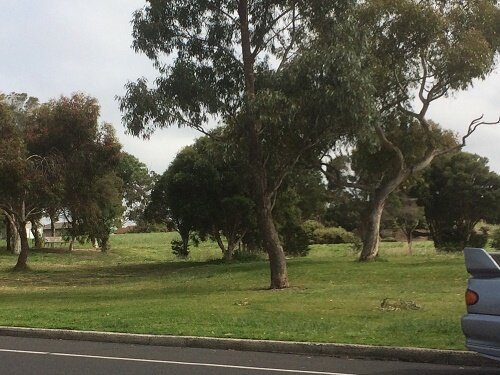 Newport Park景点图片
