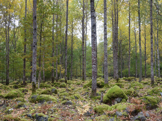 Färnebofjärden Nationalpark-Gysinge必去景点