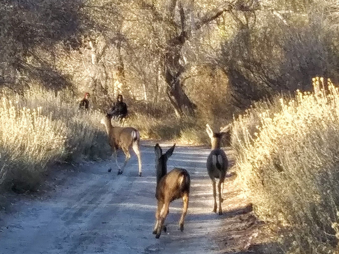 Trail Ahead-棕榈泉市必去景点