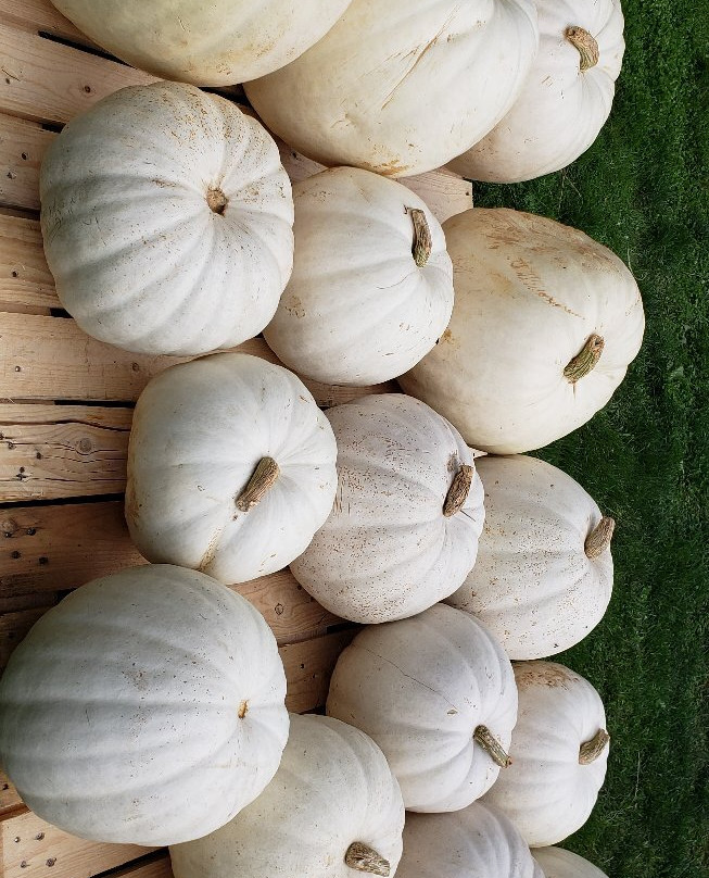 Patterson Fruit Farms-Chesterland必去景点