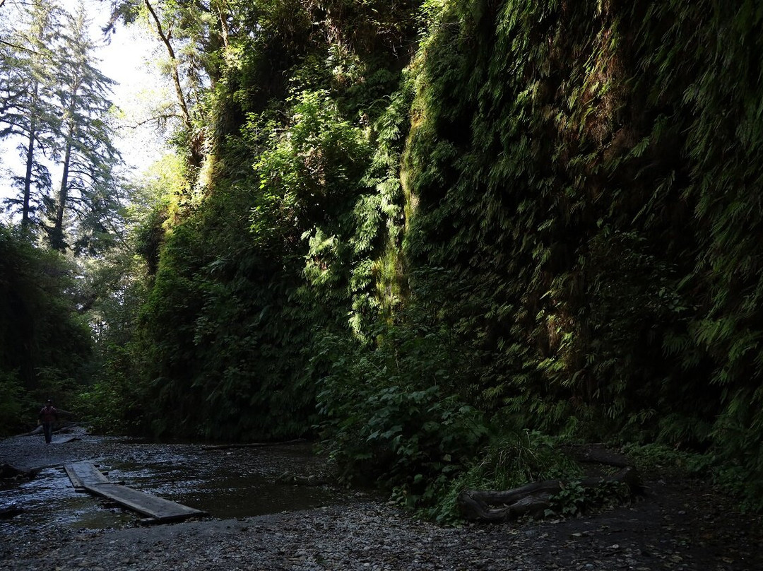 Prairie Creek Redwoods State Park景点图片