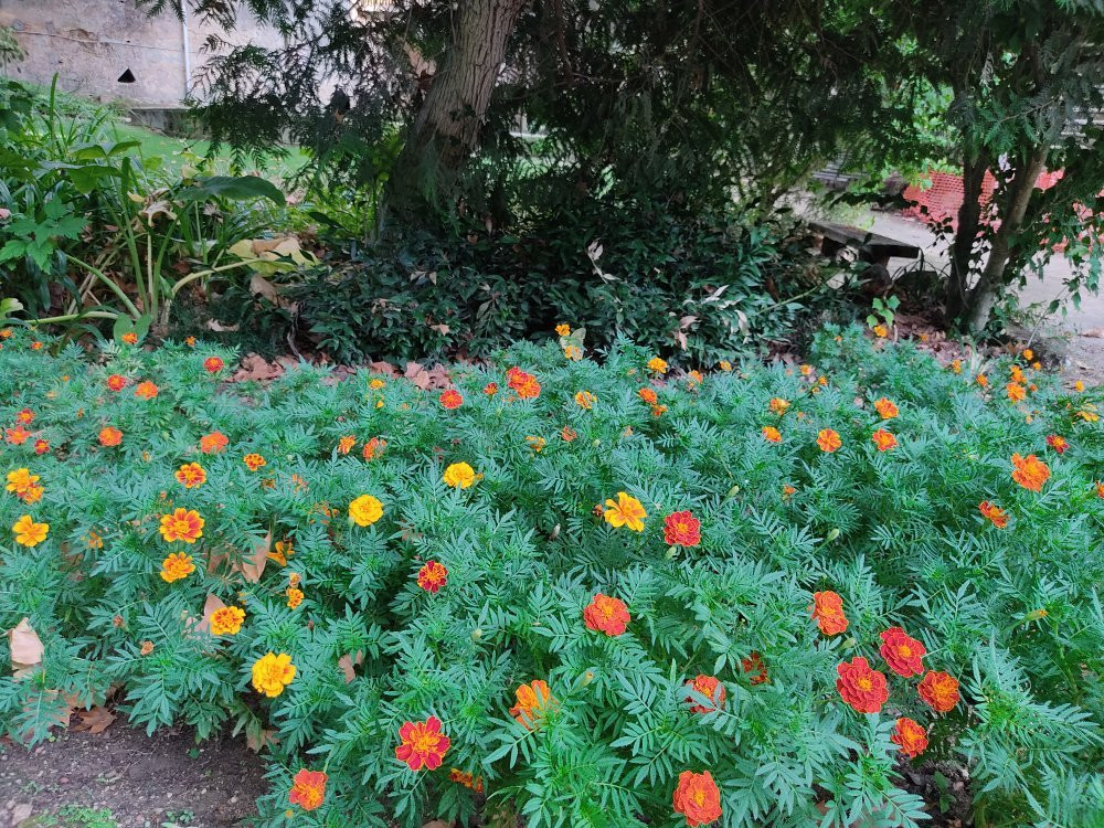 Parque Botânico do Monteiro-Mor景点图片