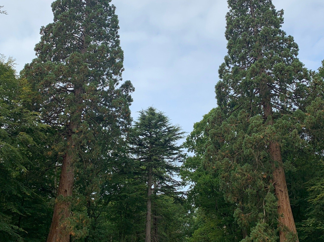 Rhinefield Ornamental Drive景点图片