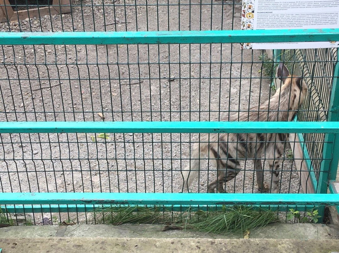 Sadgorod Zoo-海参崴必去景点