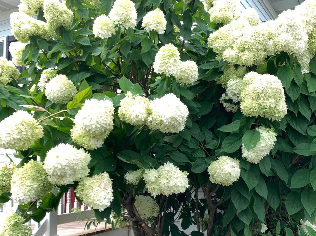 Walnut Lawn B&B主图