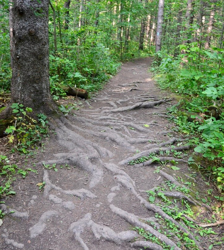 Loree Forest Loop景点图片