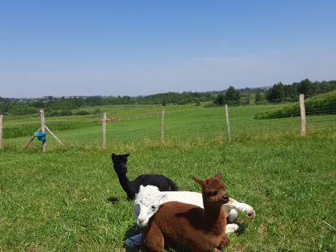 Alpaki Roztocze-Zaburze必去景点