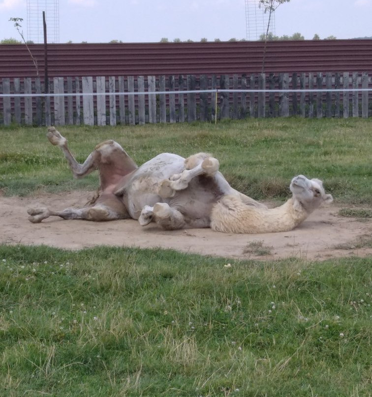 Zoo Wojciechow景点图片
