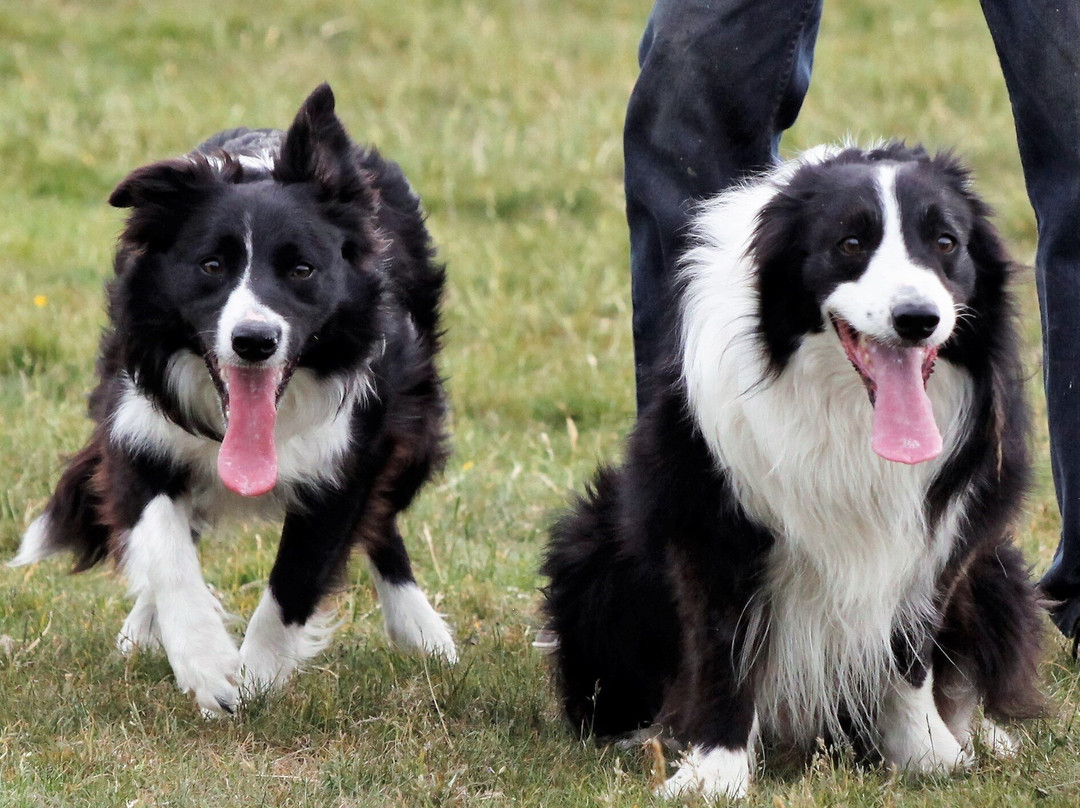 Lake District Sheepdog Experience景点图片