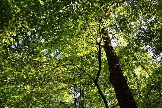 Peter's Wood Provincial Nature Reserve Trail-Castleton必去景点