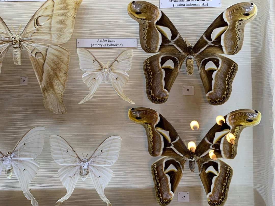 Natural History Museum-Jelenia Gora必去景点