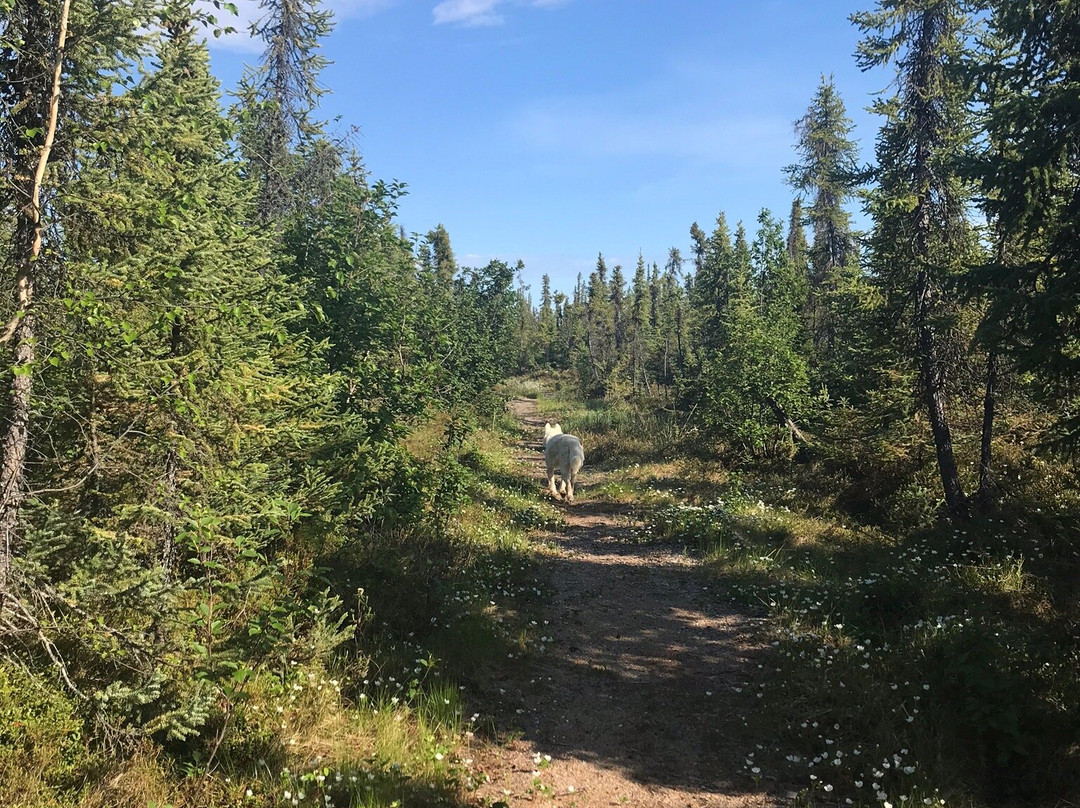 The Arctic Chalet Resort主图