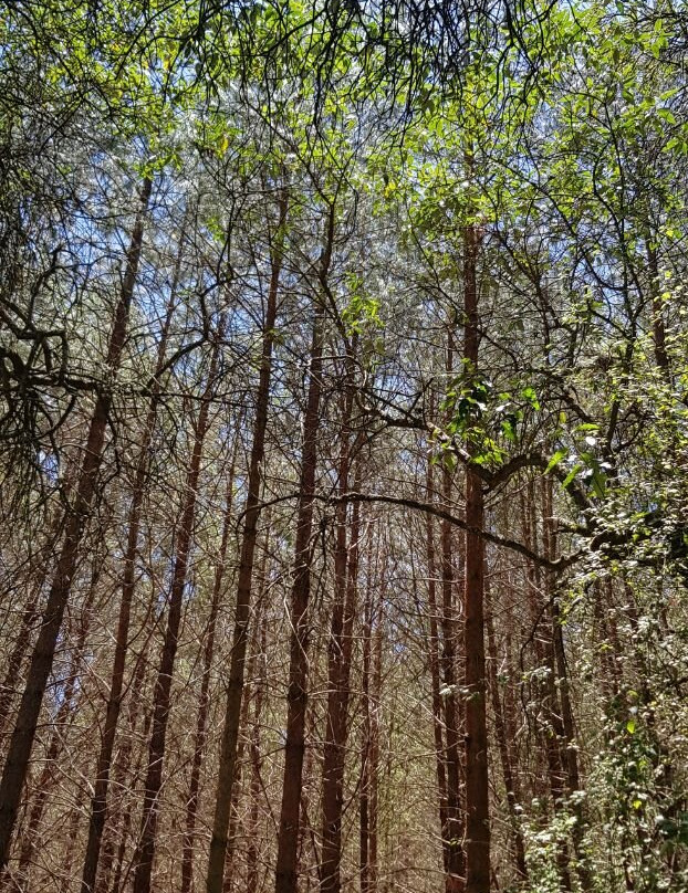 Cabanas El Refugio主图