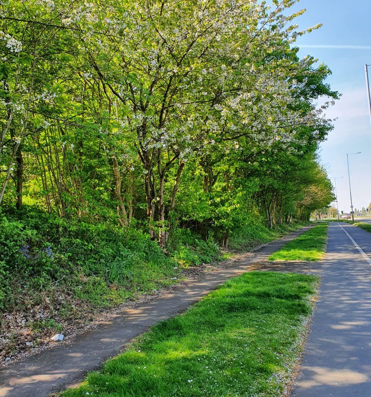 Lime Tree Woods-诺斯利必去景点