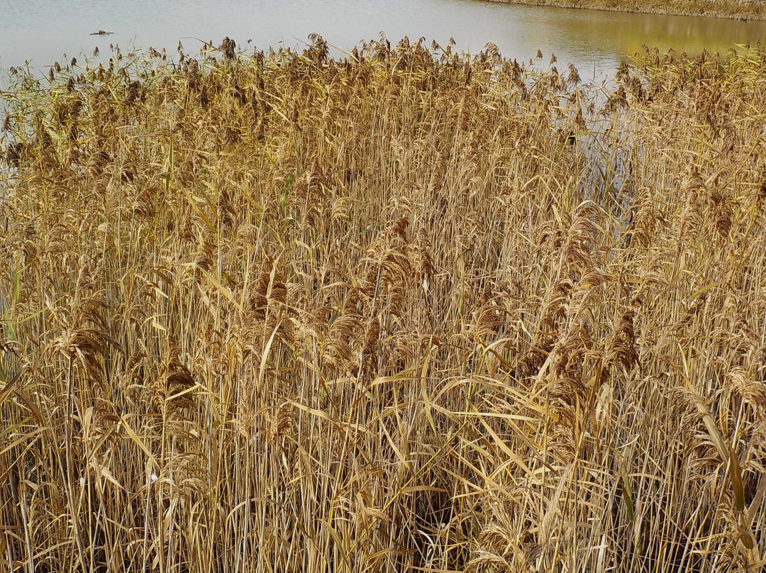 Caulfield Racecourse Reserve-Caulfield必去景点