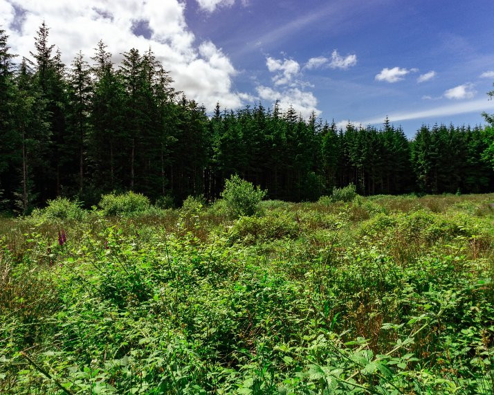 Blanemore Forest Walk-Moygownagh必去景点