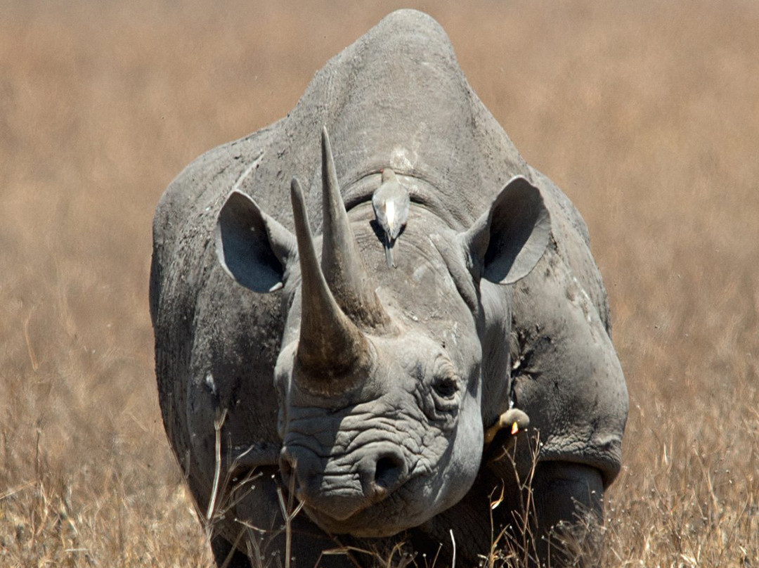 Exposed Africa-莫西必去景点