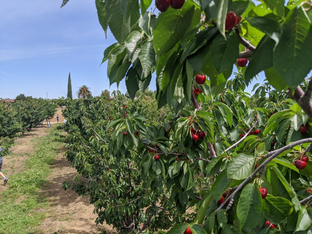 Mike's U-pick Cherries-Brentwood必去景点
