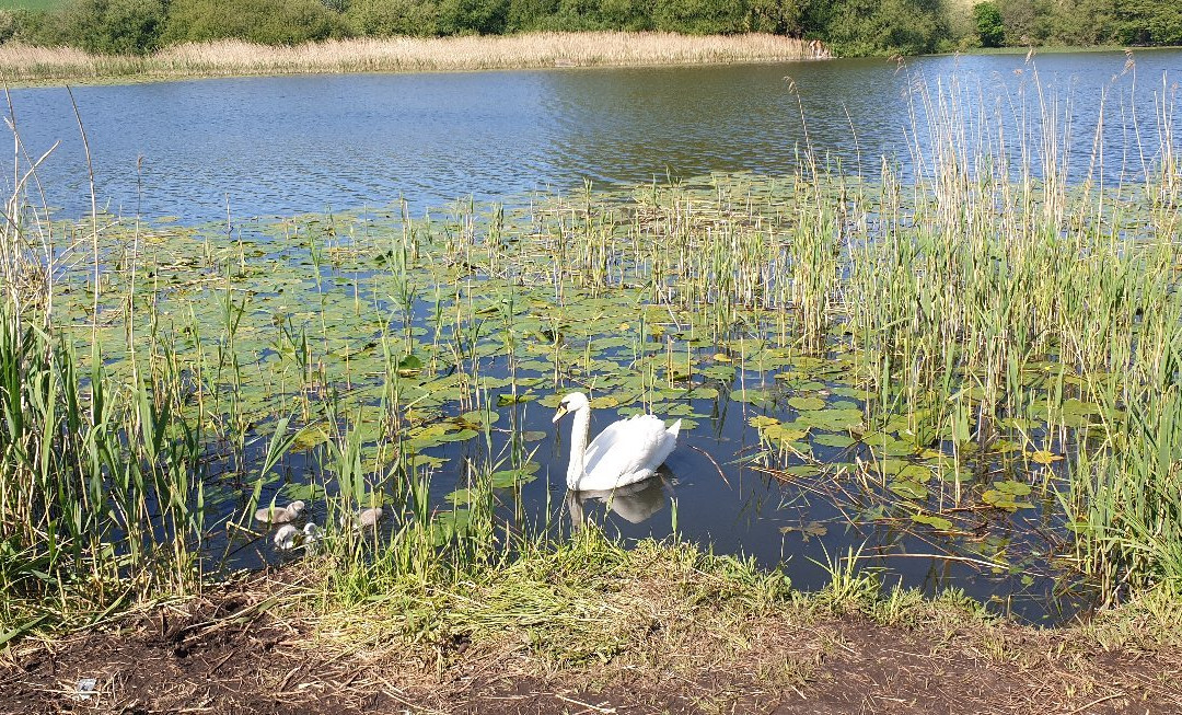 Pickmere Lake-纳茨福德必去景点