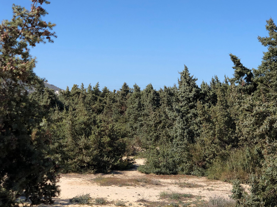Cedar Forest of Alyko-纳克索斯岛必去景点