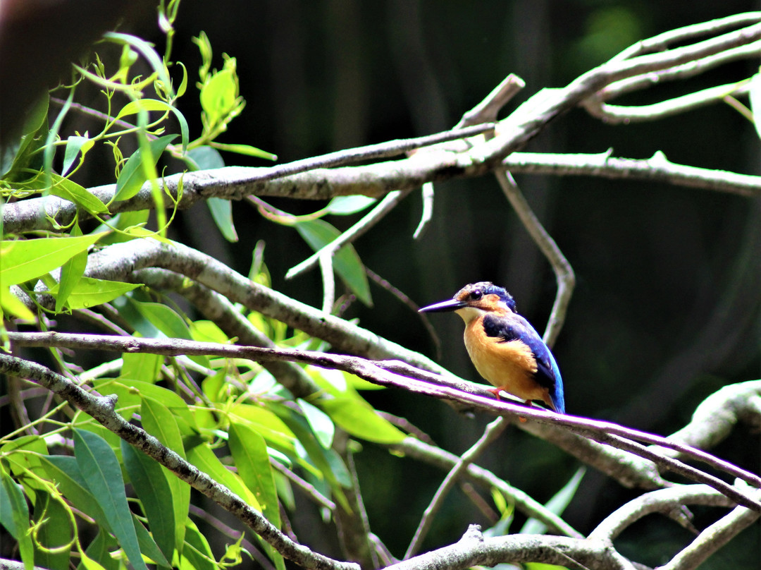 Ankarafantsika National Park景点图片