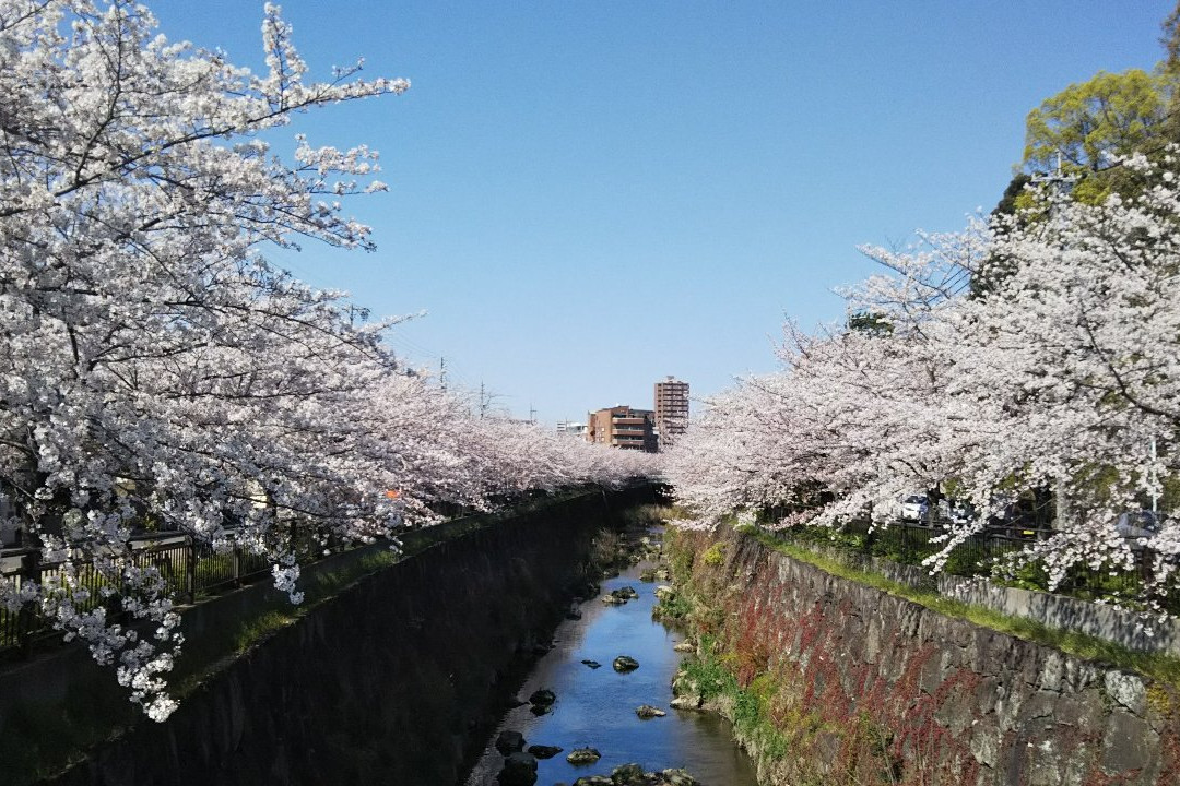 山崎川四季之道景点图片