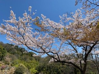 Misumi Obira Zakura-滨田市必去景点