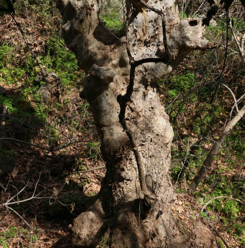 Banias Waterfall-Qiryat Shemona必去景点
