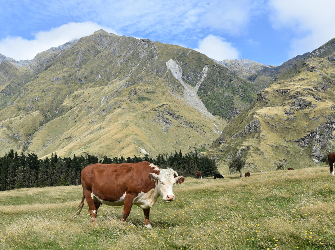 West Matukituki Track景点图片