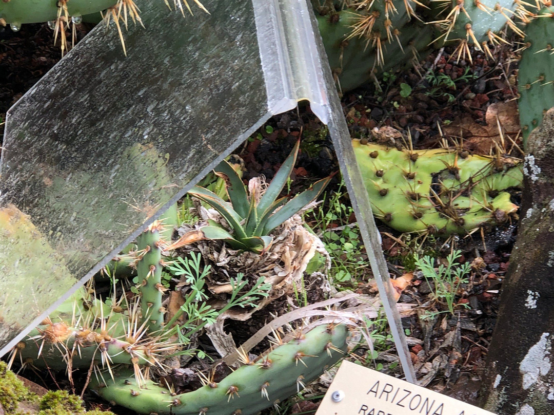 Regional Parks Botanic Garden-伯克利必去景点