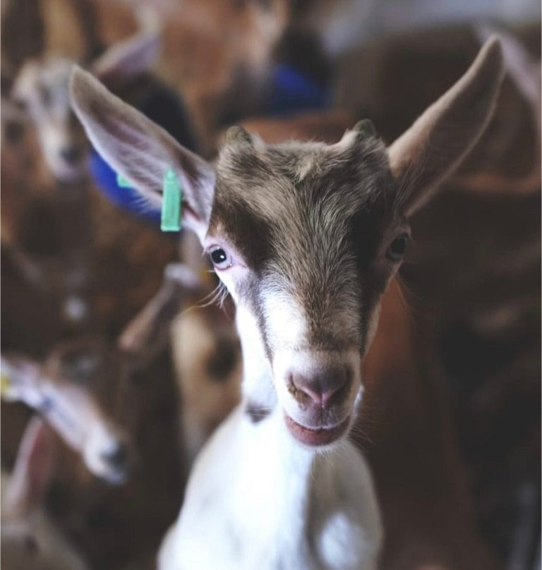 Typical Breakfast with Goats-Rabo de Peixe必去景点