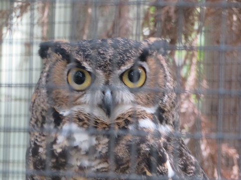 Sulphur Creek Nature Center-海沃德必去景点