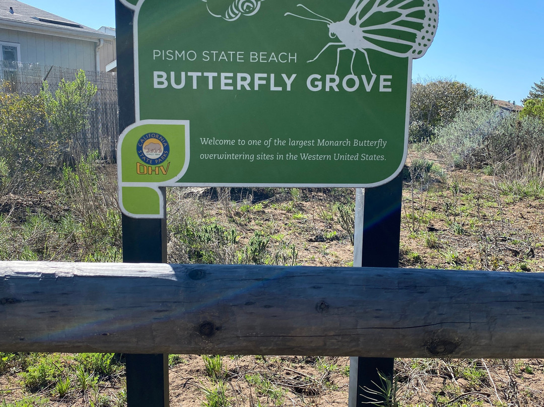 Monarch Butterfly Grove-庇斯摩海滩必去景点
