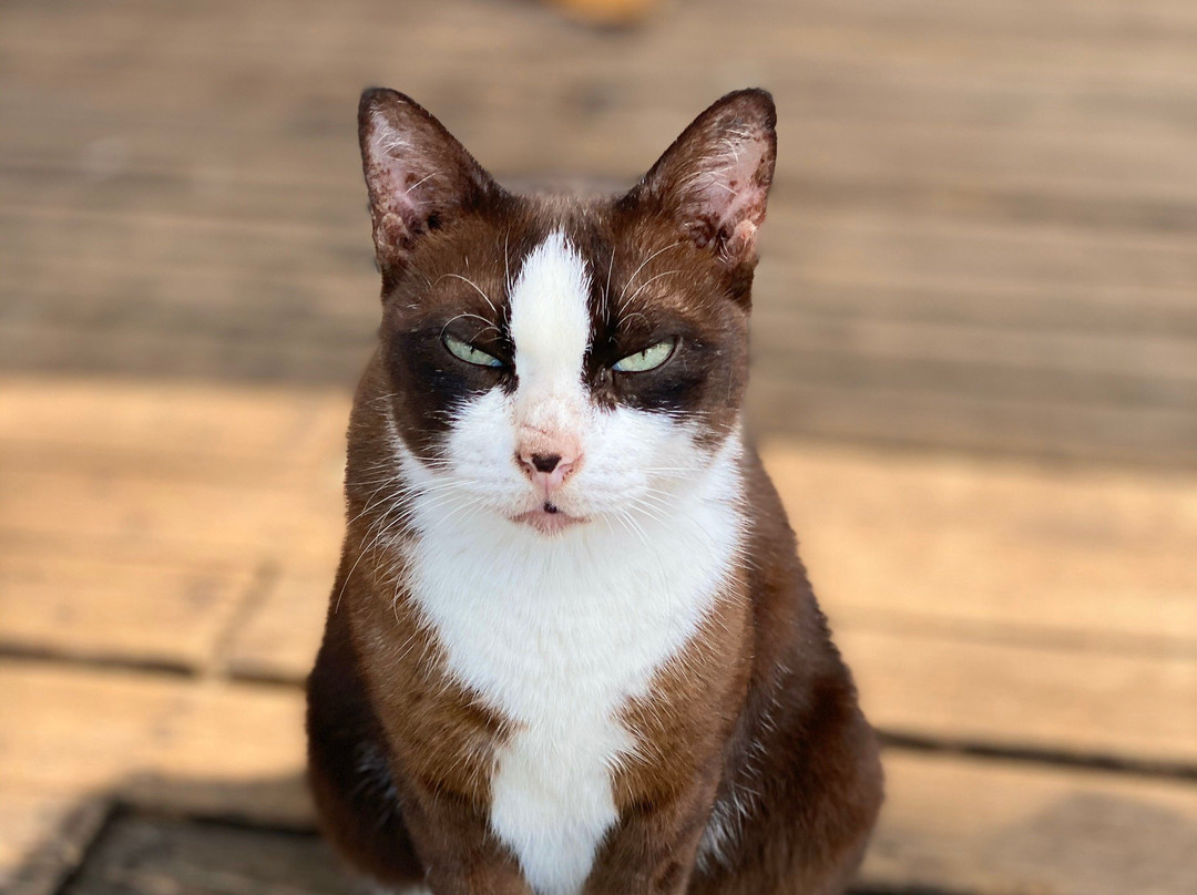 利马可可度假村主图
