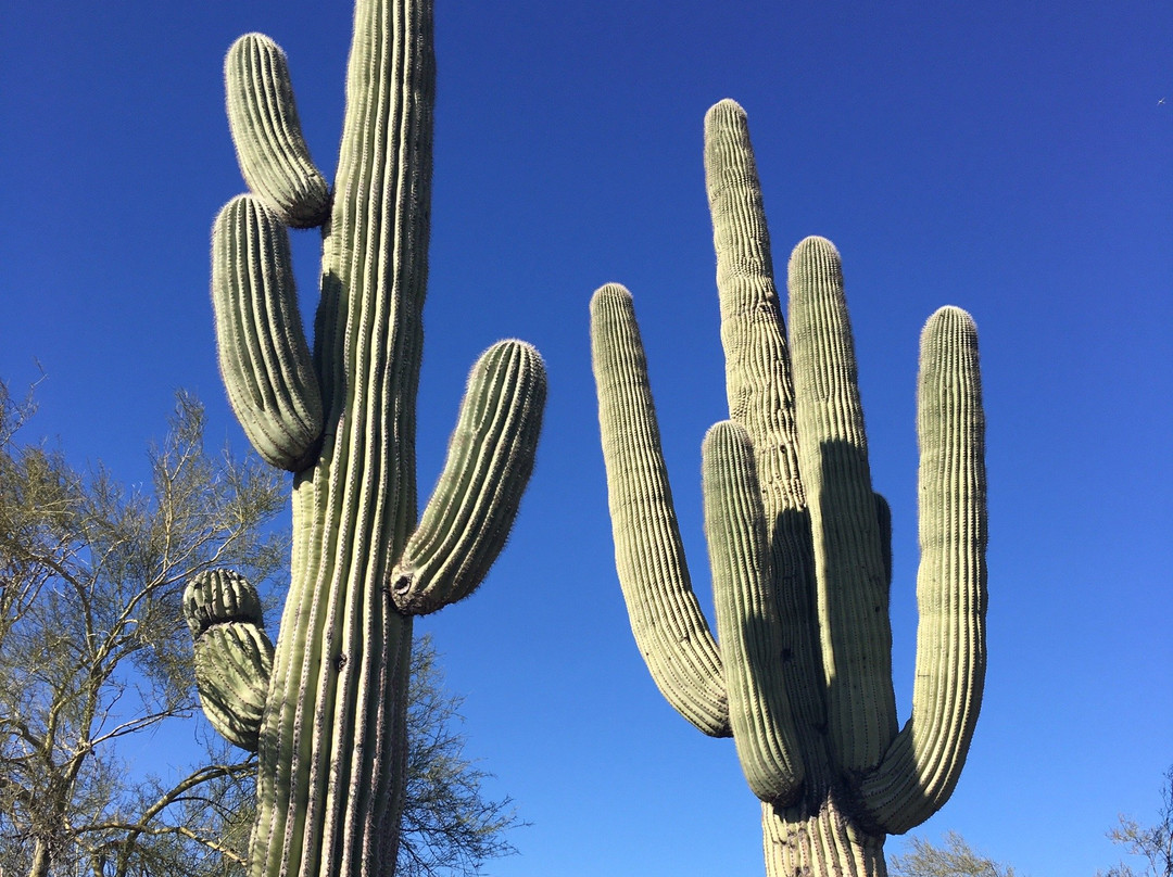 McDowell Mountain Regional Park-Fountain Hills必去景点
