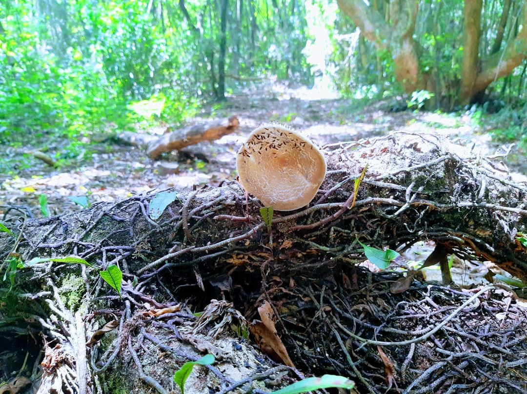 Vale da Pedra Branca Trail-Praia Grande必去景点
