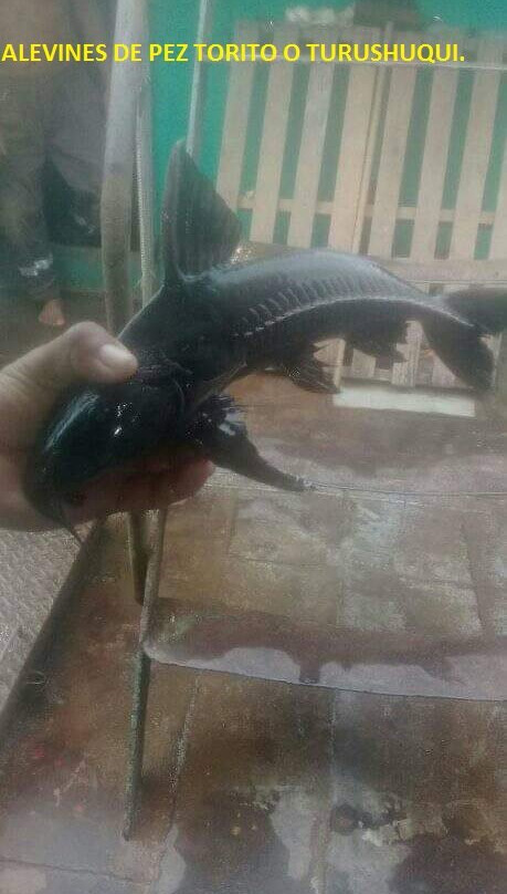 Yakumama Amazon Tours-伊基托斯必去景点