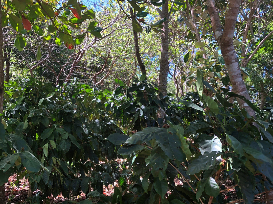 Cafetal Santa Rosa-Zaragoza必去景点