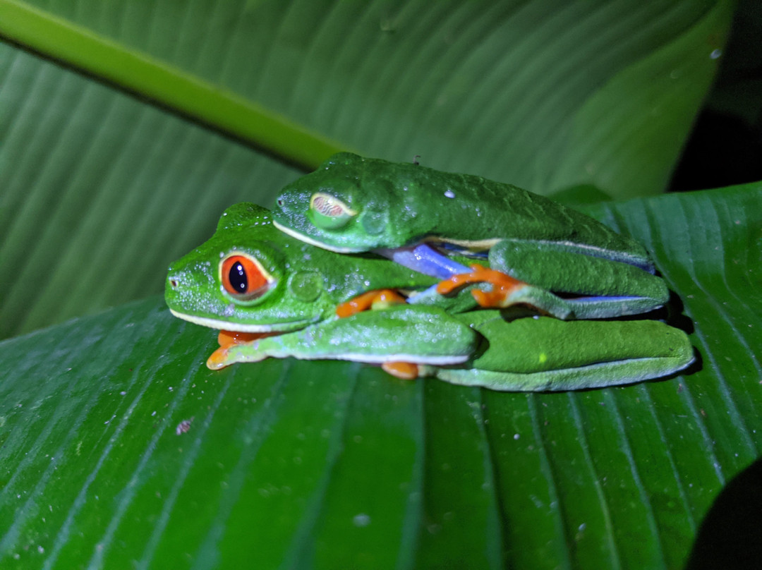 Amphibia景点图片