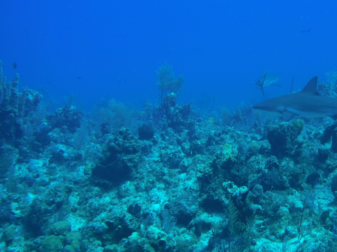 Provo Turtle Divers-普罗维登西亚莱斯必去景点