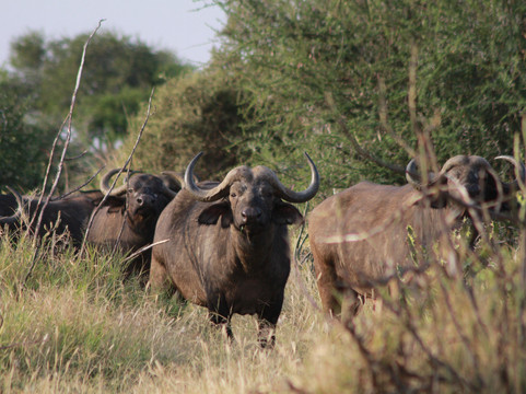 Siraam Tours and Travels-内罗毕必去景点