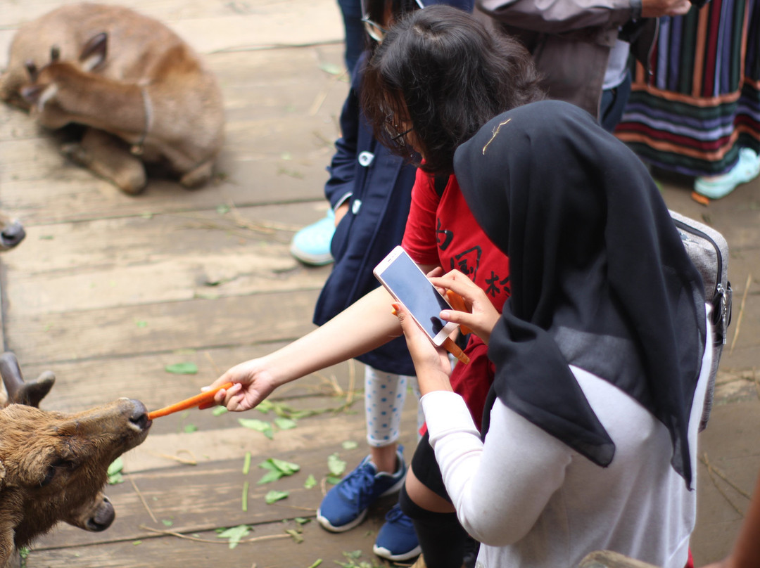Kampung Cai Ranca Upas-万隆必去景点