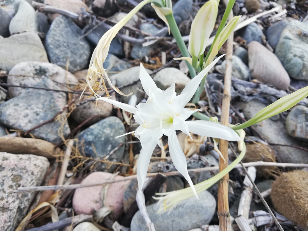 Spiaggia di Foxi Murdegu-Marina di Tertenia必去景点