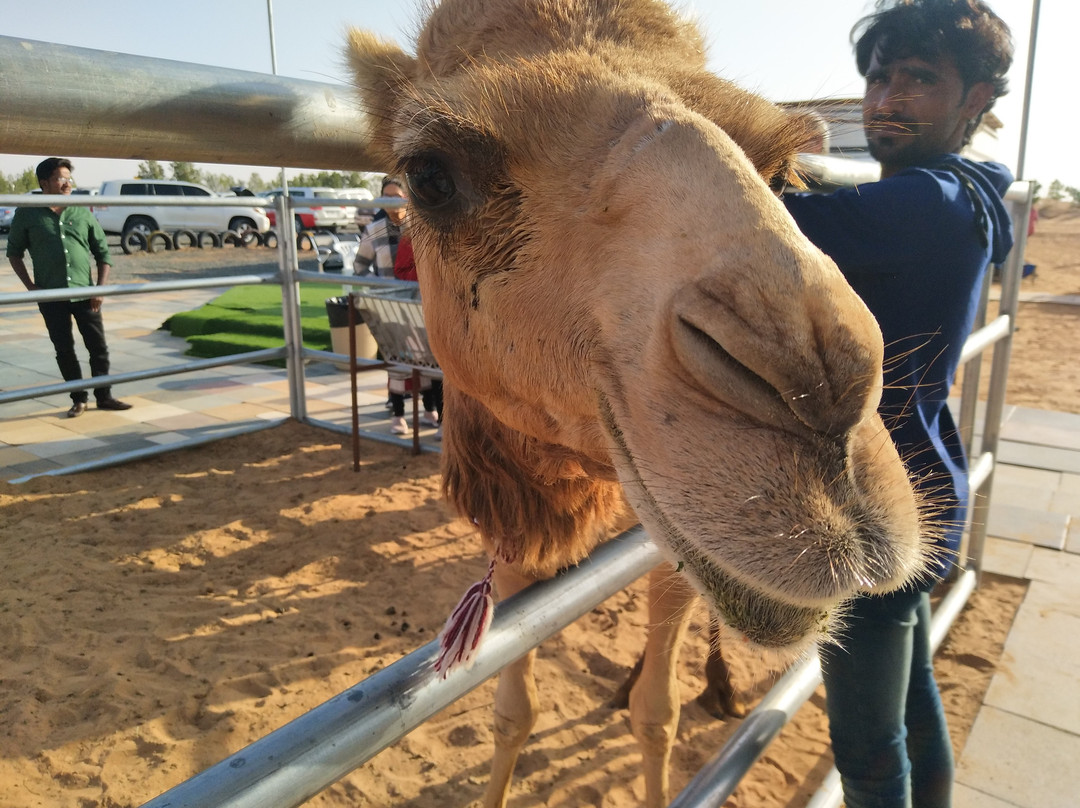 Iconic Tourism LLC-迪拜必去景点