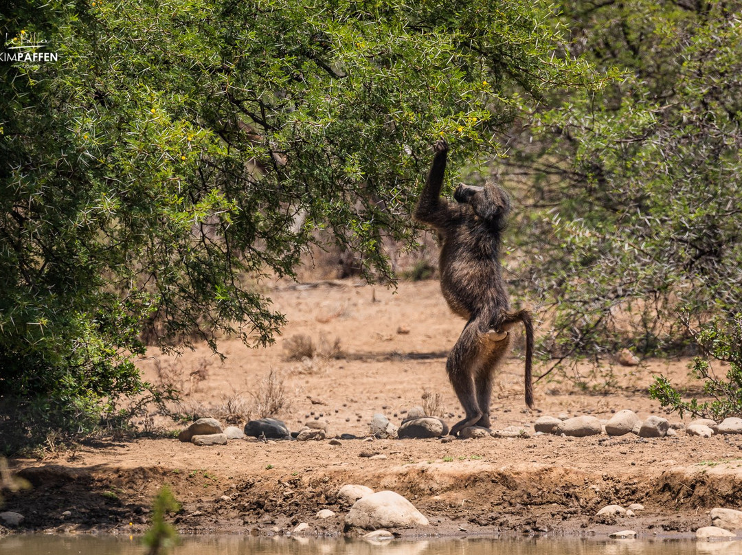 Samara Karoo Reserve主图