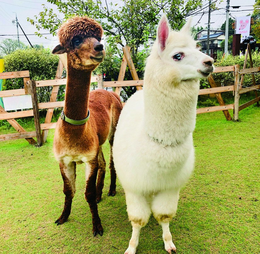 Alpaca Paca-日进市必去景点