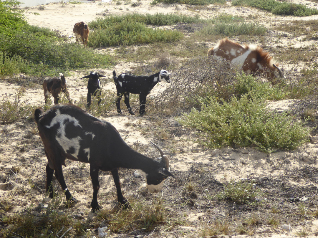 Aparthotel Ca' Nicola主图