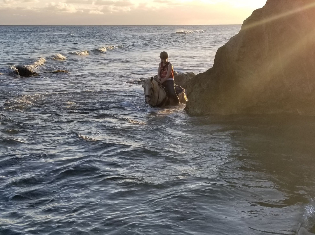 Jurutungo Farm-Florida必去景点